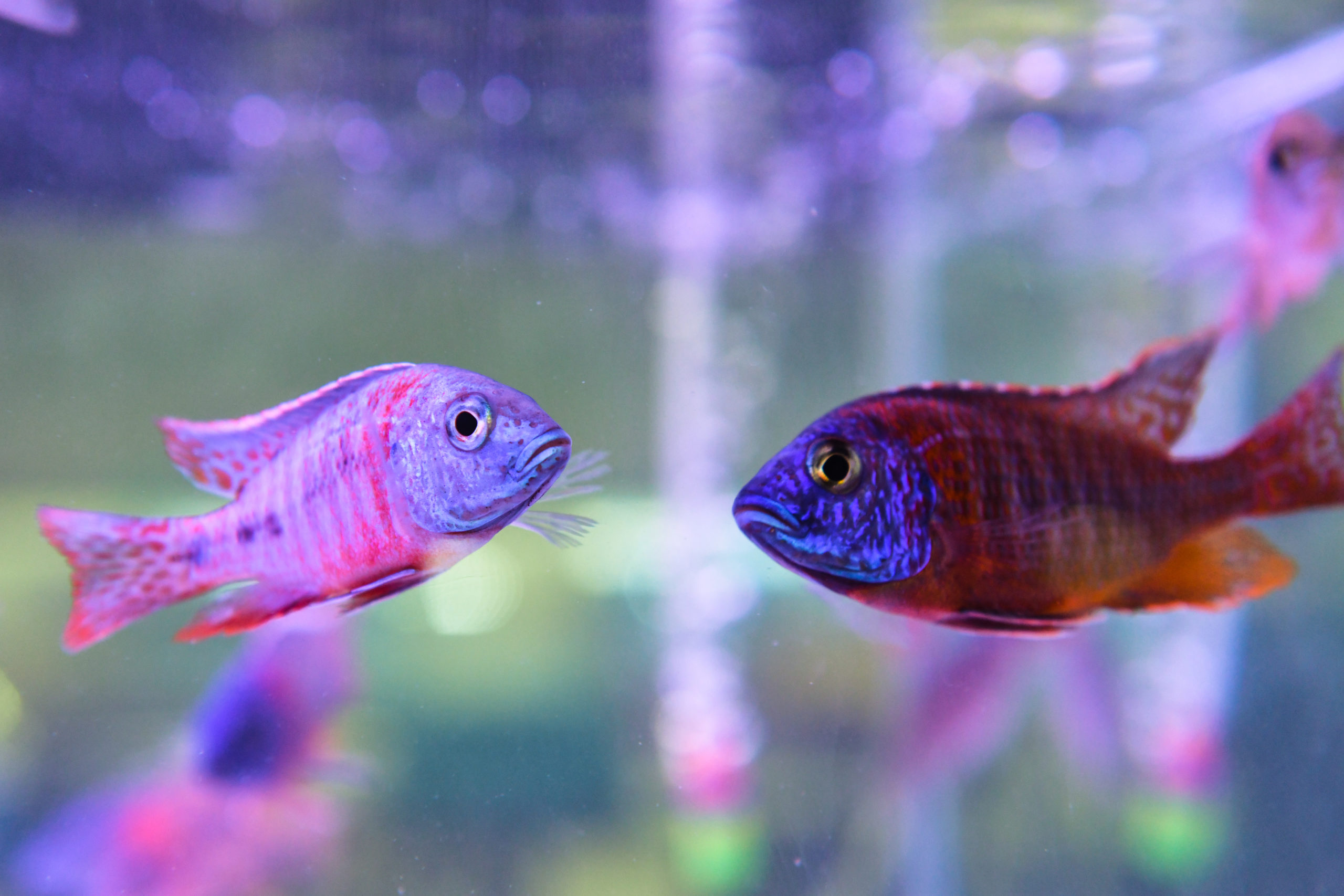 Site Officiel de la Ville de Ris-OrangisVille de Ris-Orangis